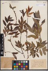 Foto von Salix daphnoides Vill.